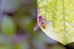 Marmalade Hoverfly [Episyrphus balteatus]