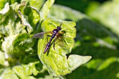 Common Red-legged Robberfly [Dioctria rufipes]