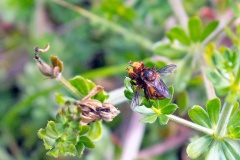 Ferruginous Bee-Grabber [Sicus ferrugineus]