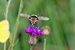 White-tailed Bee Fly [Bombomyia discoidea]