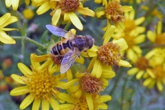 Plain-faced Drone Fly [Eristalis arbustorum]