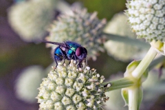 Common Greenbottle [Lucilia sericata]