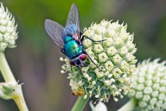 Yellow Swarming Fly [Thaumatomyia notata]