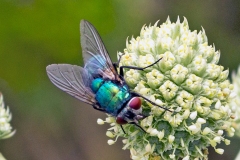 Common Greenbottle [Lucilia sericata]