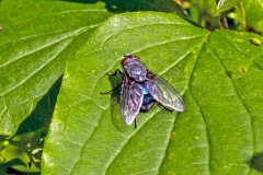 Blue Blowfly [Calliphora vicina]