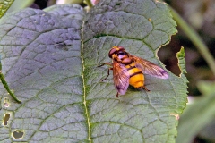 Lesser Hornet Hoverfly [Volucella inanis]