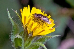 Small Spotty-eyed Drone Fly [Eristalinus sepulchralis]