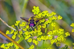 Death's Head Fly [Myathropa florea]
