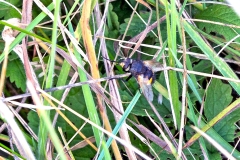 Fat-palped Tachinid [Nowickia ferox]