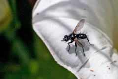 Common Splay-wing [Phania funesta]