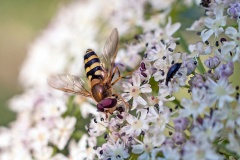 Common Flower Fly [Syrphus ribesii]