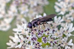 Truffle Blacklet [Cheilosia soror]