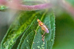 grass fly [Meromyza sp.]