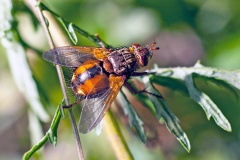 Common Tachinid [Tachina fera]
