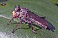 Kite-tailed Robberfly [Machimus atricapillus]