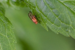 Lauxaniid fly [Minettia inusta]