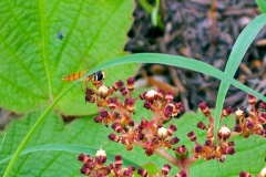 African Asark Hoverfly [Asarkina africana]