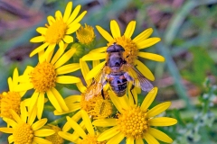 Common Drone Fly [Eristalis tenax]