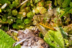 Tiger Cranefly [Nephrotoma flavescens]