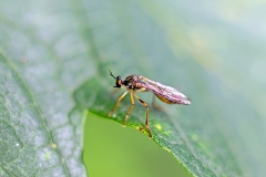 Small Yellow-legged Robberfly [Dioctria linearis]