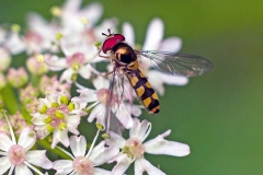 Spotted Thintail [Meliscaeva auricollis]