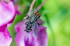 flesh fly [Sarcophaga carnaria agg.]