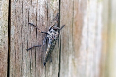Brown Heath Robberfly [Machimus cingulatus]