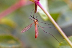 Tiger Cranefly [Nephrotoma flavescens]