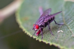 flesh fly [Sarcophaga carnaria agg.]