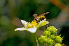 Long Hoverfly [Sphaerophoria scripta]