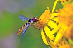 Long Hoverfly [Sphaerophoria scripta]