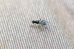 ensign fly [Nemopoda nitidula]