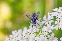 Red Spotted Parasite Fly [Eriothrix rufomaculata]