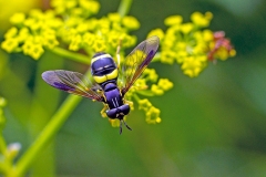 Two-banded Wasp Hoverfly [Chrysotoxum bicinctum]