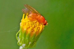 Lauxaniid fly [Sapromyza quadricincta]
