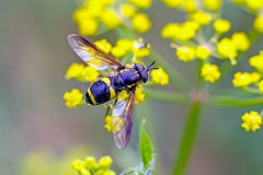 Two-banded Wasp Hoverfly [Chrysotoxum bicinctum]