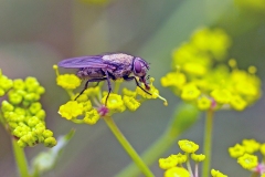 Common Cluster Fly [Pollenia rudis]