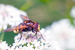 Hornet Hoverfly [Volucella zonaria]