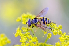 Death's Head Fly [Myathropa florea]