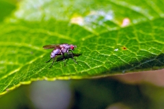root-maggot fly[Anthomyia punctipennis]