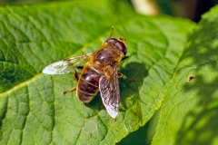 Common Drone Fly [Eristalis tenax]