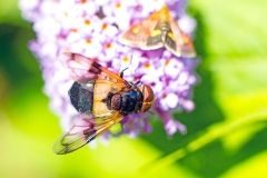 Pellucid Fly [Volucella pellucens]