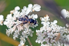 Thick-legged Hoverfly [Syritta pipiens]