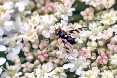 Knapweed Gall Fly [Urophora jaceana]