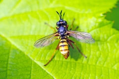 Yellow-banded Conops [Conops quadrifasciatus]