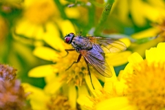 muscid fly [Phaonia angelicae]