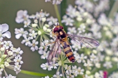 Banded Thintail [Meliscaeva cinctella]