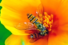 Marmalade Hoverfly [Episyrphus balteatus]