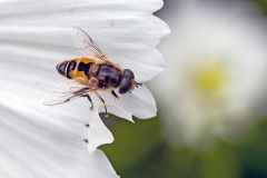 Plain-faced Drone Fly [Eristalis arbustorum]