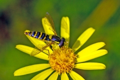 Long Hoverfly [Sphaerophoria scripta]